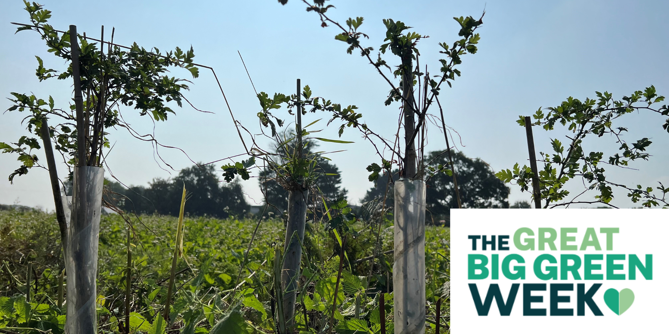Green Thursday - Jersey Trees for Life Volunteering (Great Big Green Week)