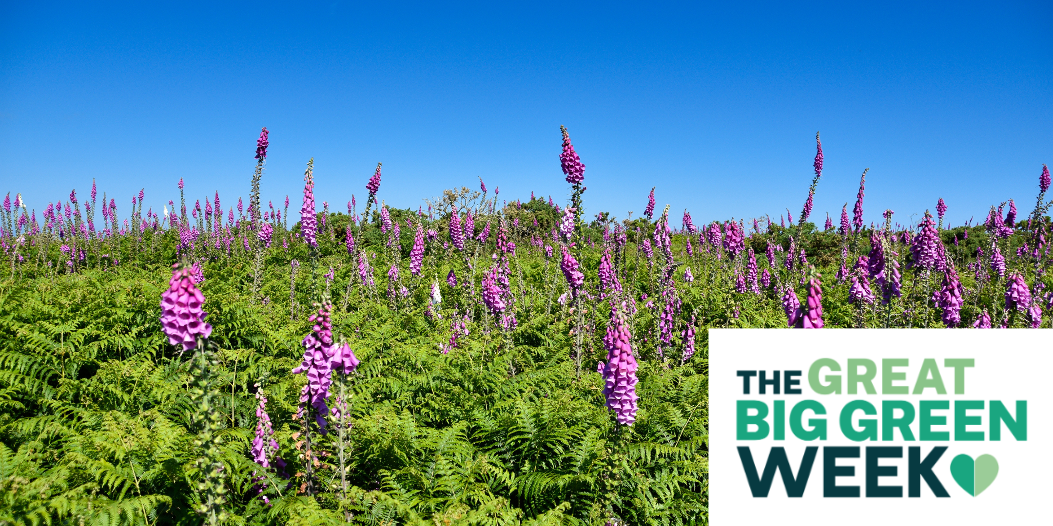 Green Sunday - Jersey Trees for Life Volunteering (Great Big Green Week)