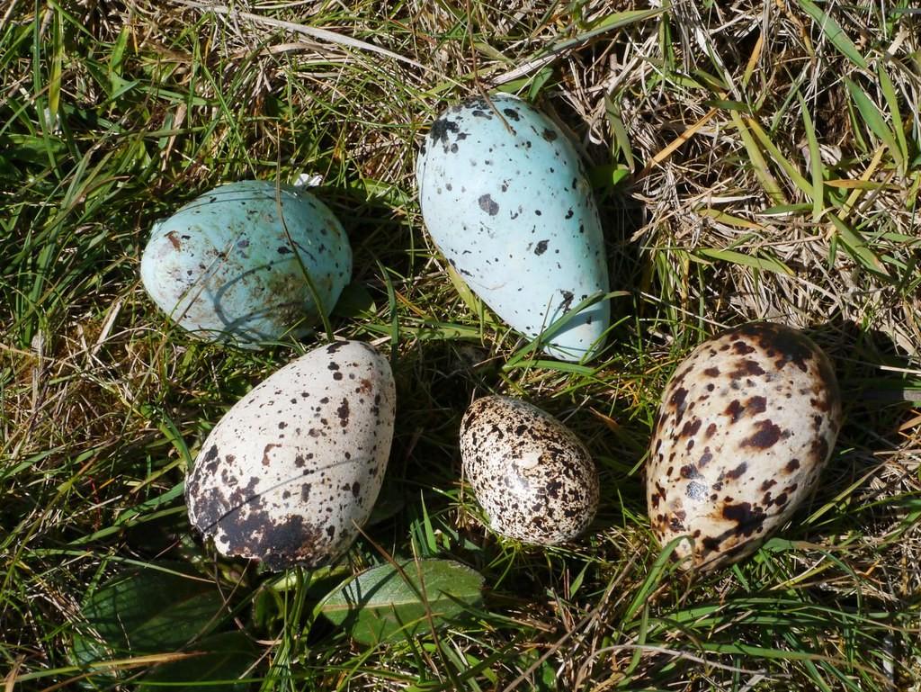 Seabird egg painting - drop-in Easter craft event