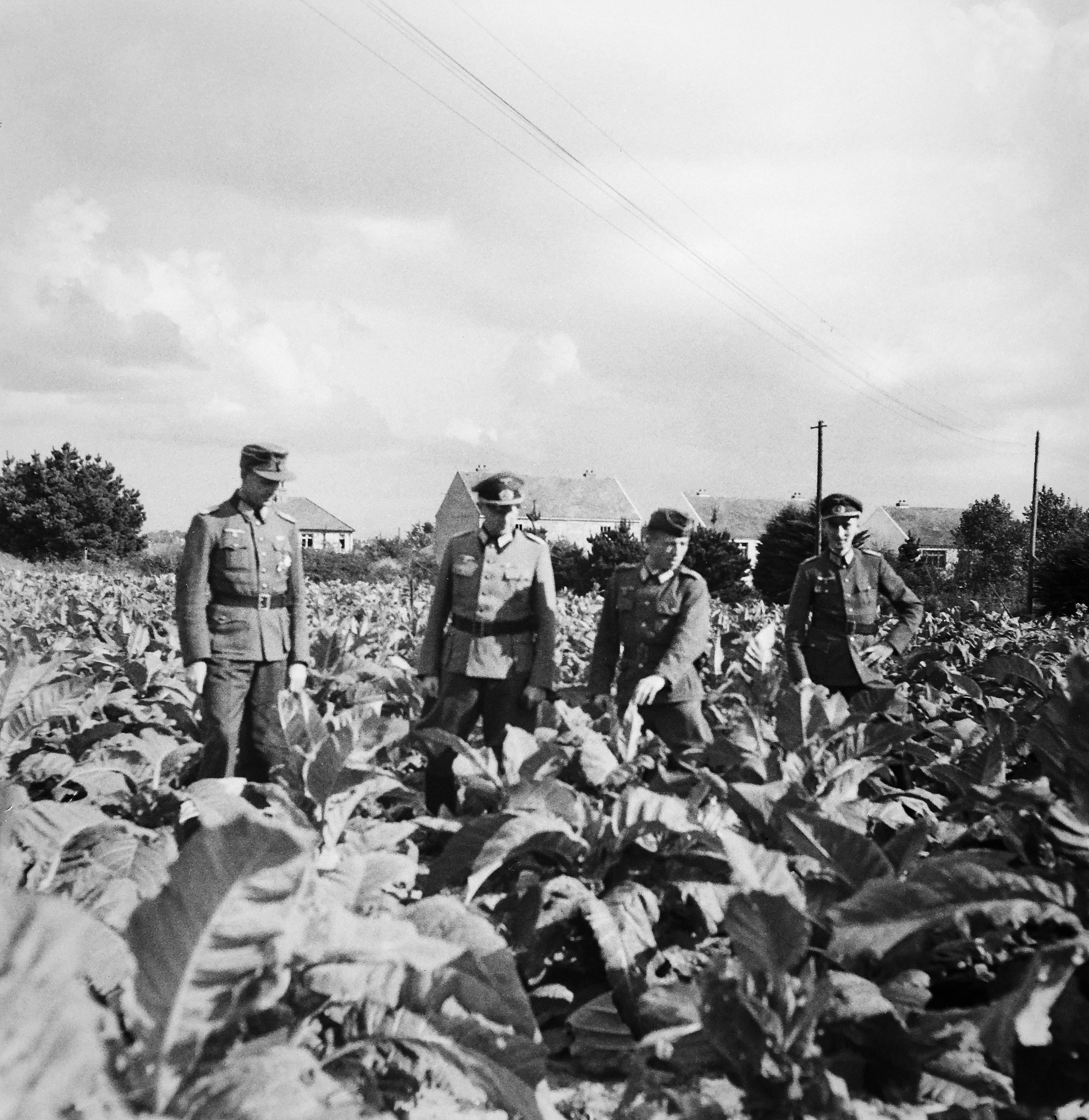 Société Jersiaise - Liberation 80  Lunchtime Talks 2025