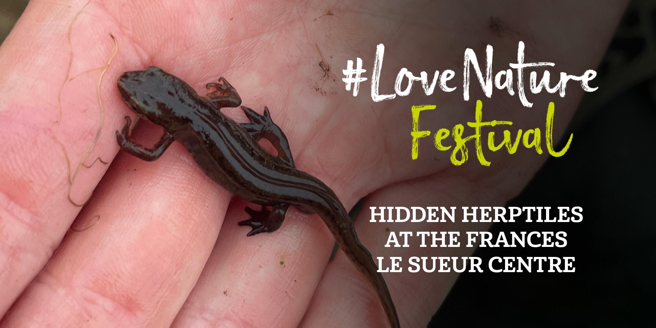 #LoveNature Festival: Hidden Herptiles at the Frances Le Sueur Centre