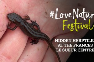 #LoveNature Festival: Hidden Herptiles at the Frances Le Sueur Centre