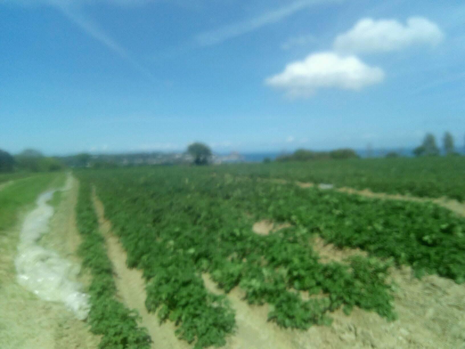 Stroll In Jersey Agriculture Walk