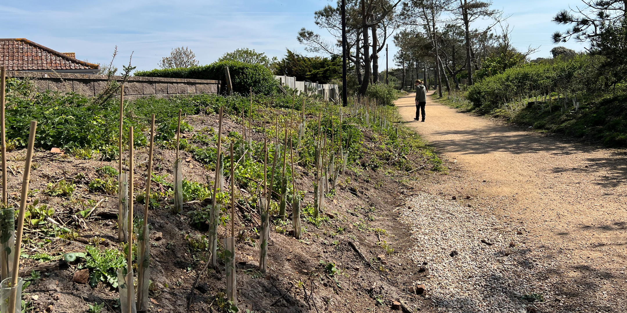 Water the Walk - Volunteering with Jersey Trees for Life