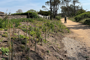 Water the Walk - Volunteering with Jersey Trees for Life