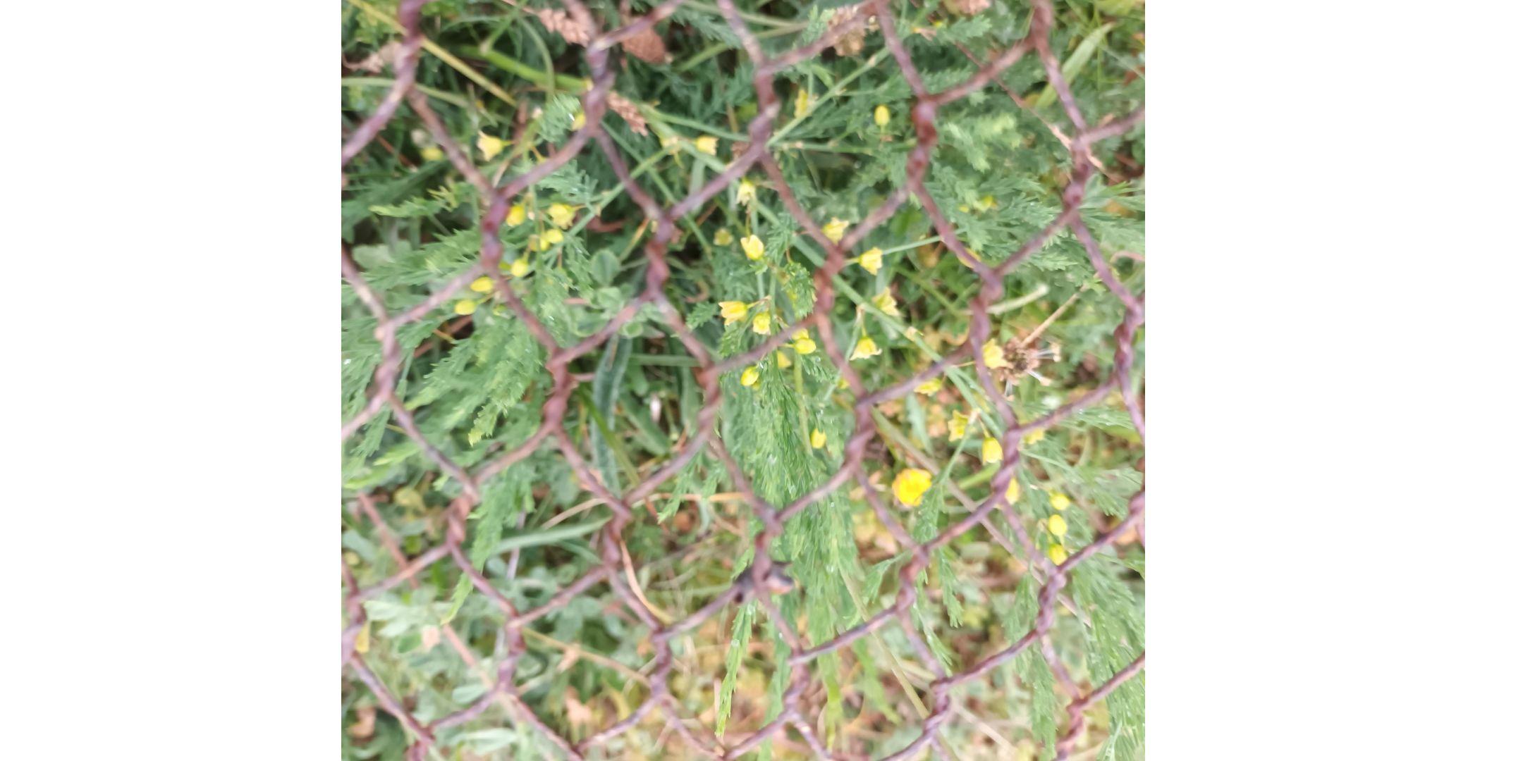 Wild Asparagus! presented by nationally acclaimed Botanist Tim Rich
