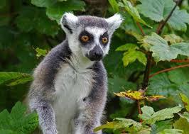 Music in Action celebrates Gerald Durrell’s Centenary